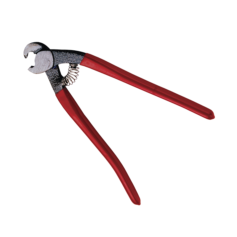 Perroquet rubi 1